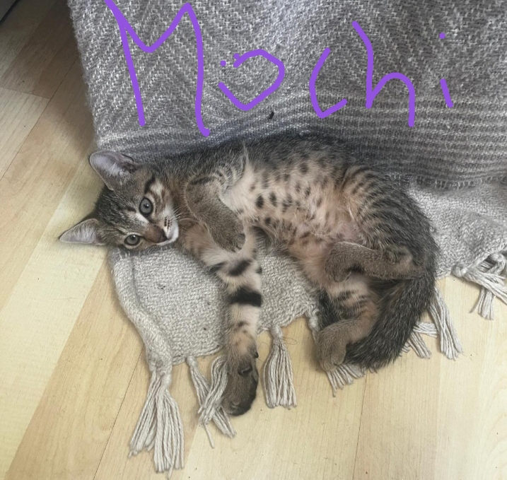 Streitl Maike Kitten Mochi.jpg